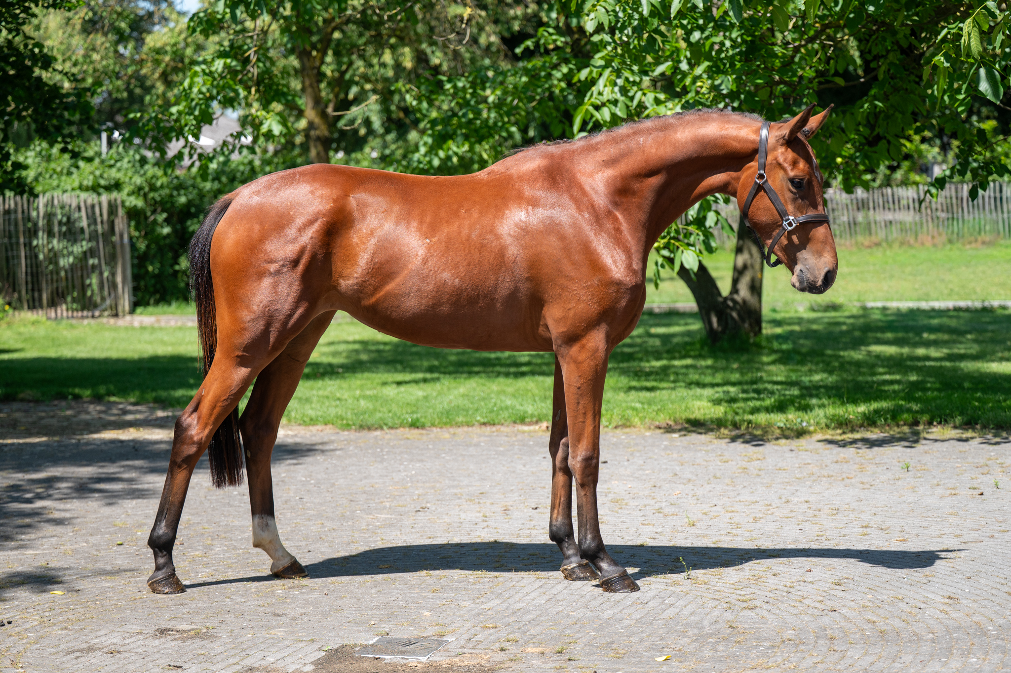 3 Y.o. Bay Jumping Mare Uragami Z Zangersheide