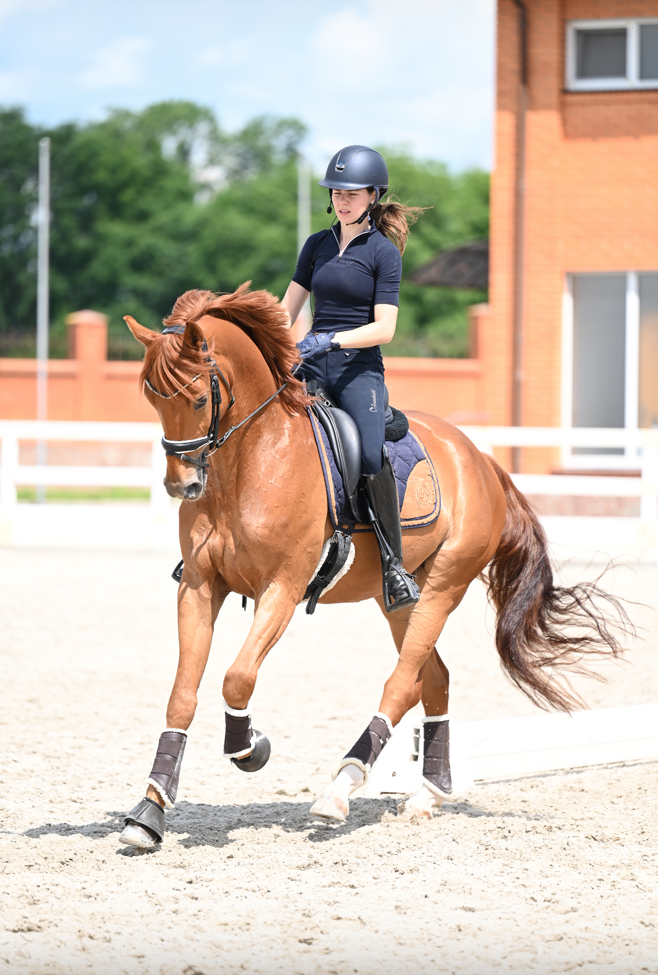 Young Horse for Sale – Excellent Temperament