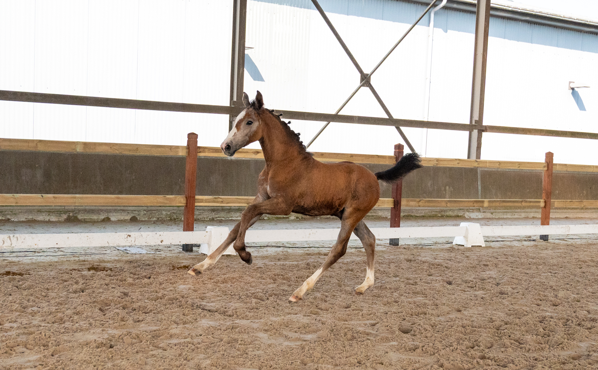Dundee LN (URANUS VAN'T ZORGVLIET x CHIPPENDALE Z)