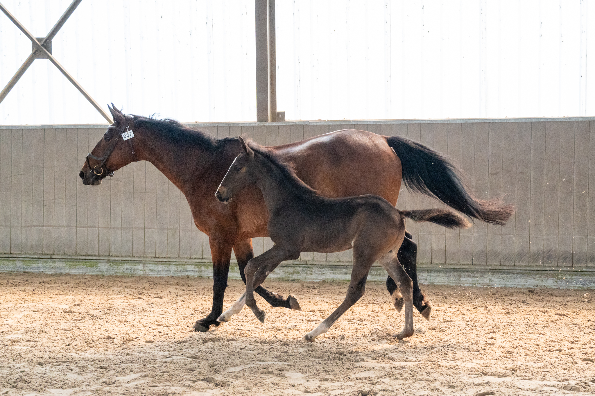 Heartbeat vd Roopoorte Z (HEARTBEAT OF PICOBELLO x CONCORDE)