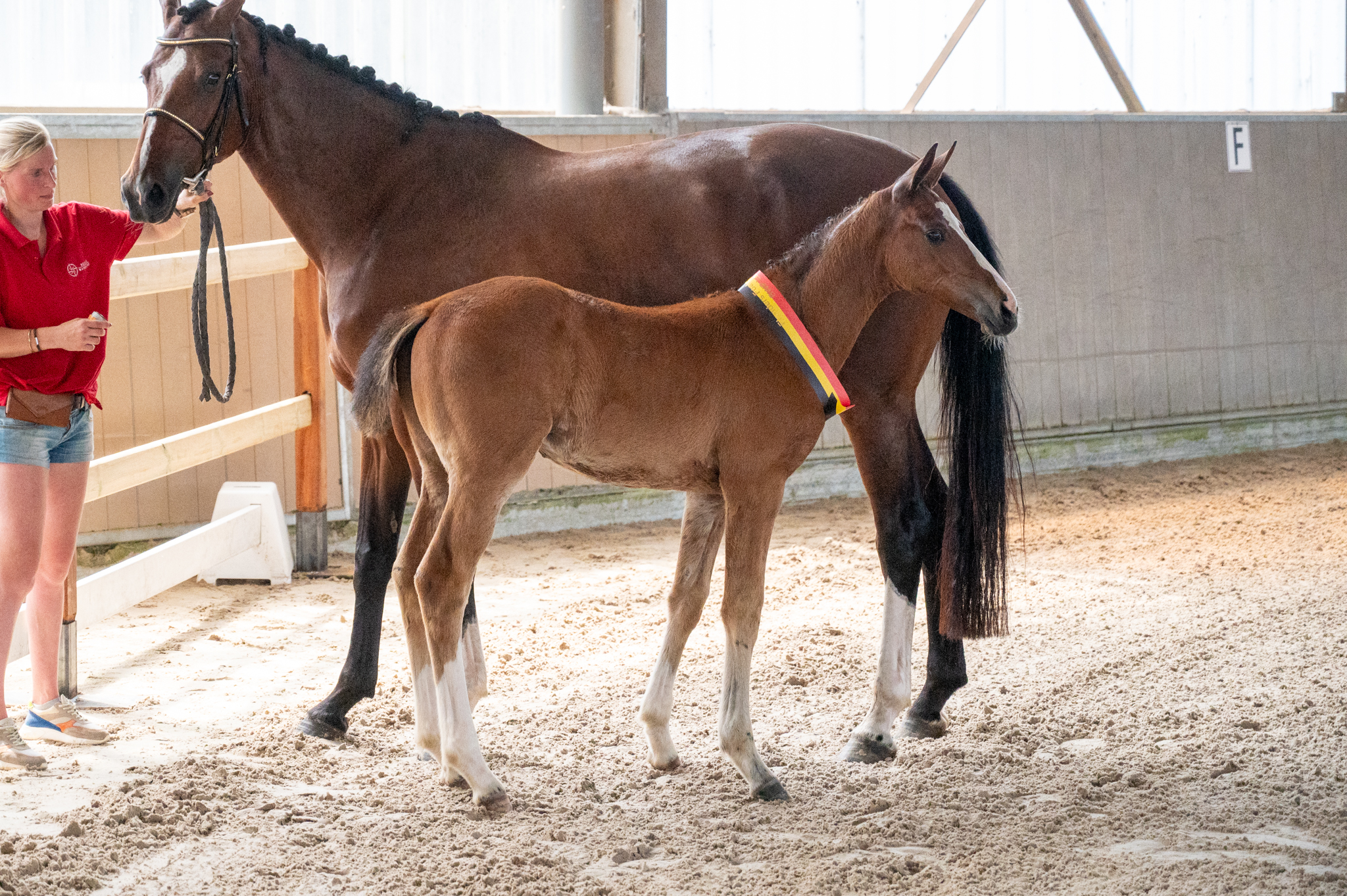 Dancing Queen van Loheky Z (Flanders Foal Championship BWP)