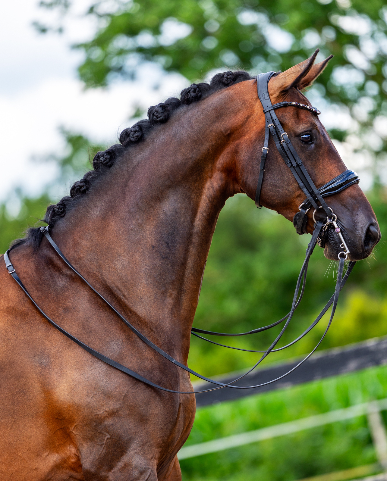 8 Y.o. Donkerbruin Dressuur Ruin