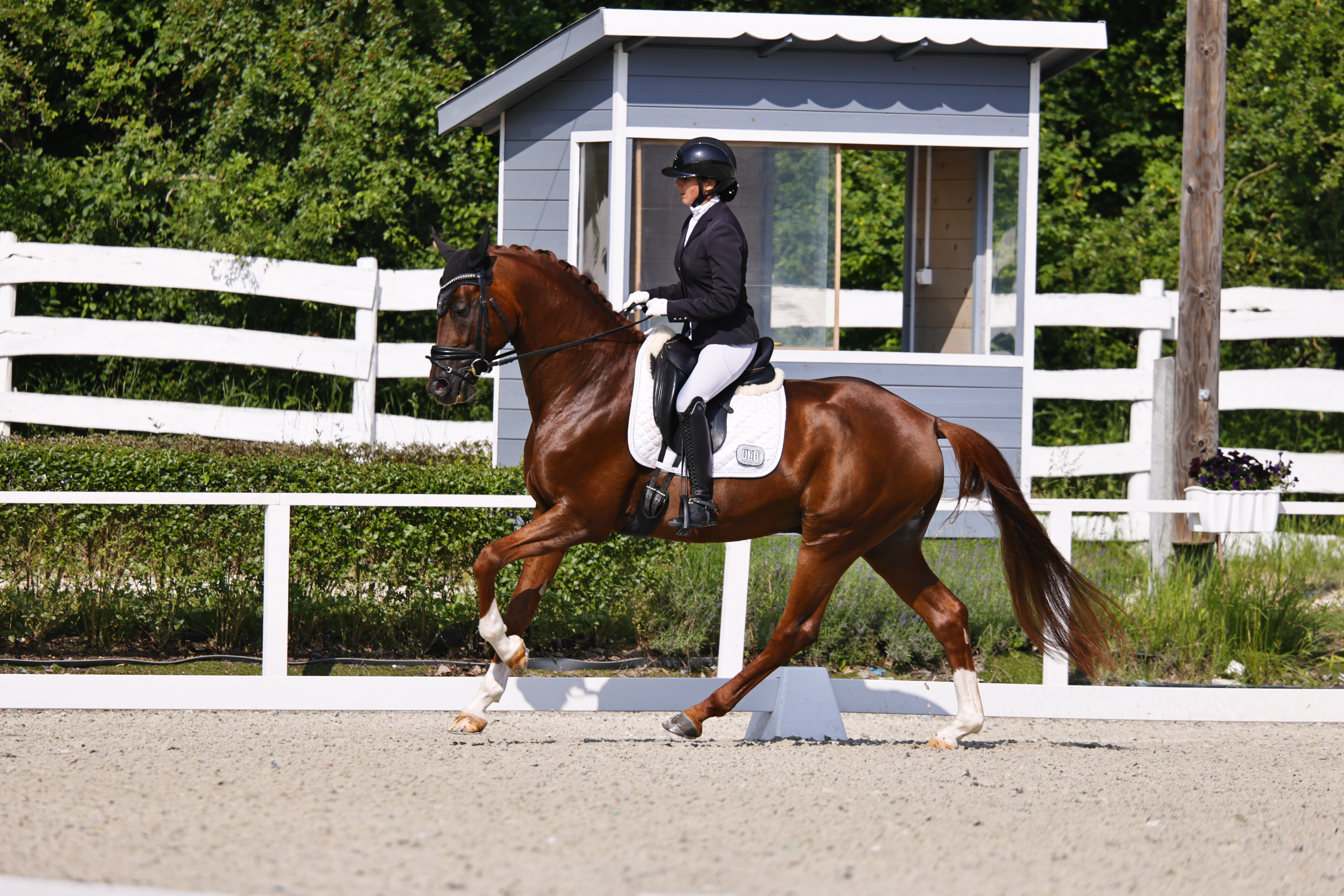 7 Y.o. Dark Chestnut Dressage Stallion
