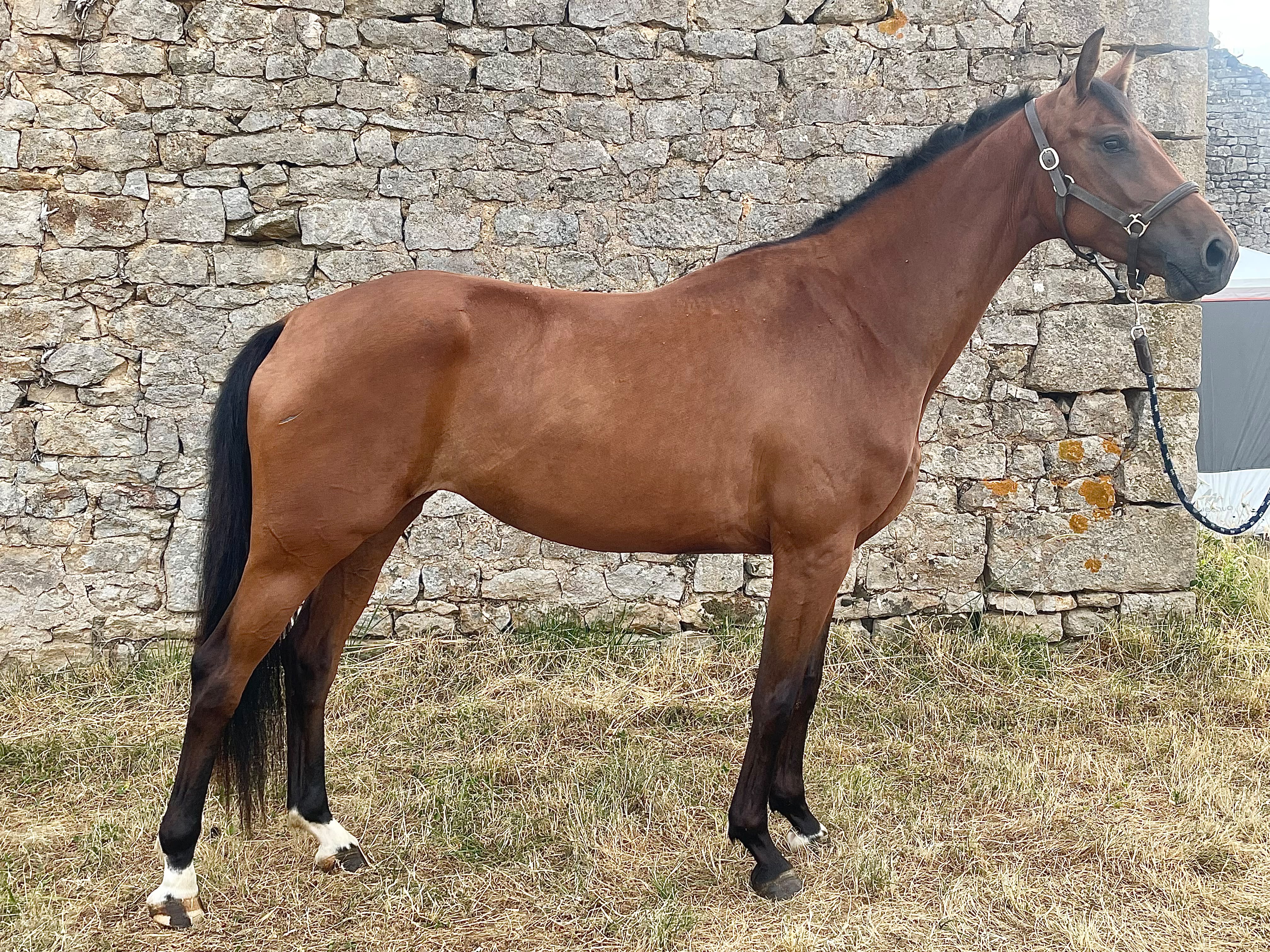 4 Y.o. Bai Dressage Jument