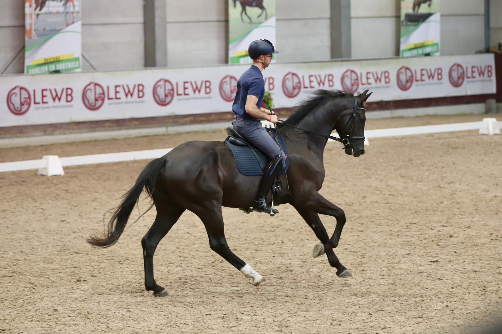 Beatiful 5 Y.o. Black Dressage Gelding by Kjento