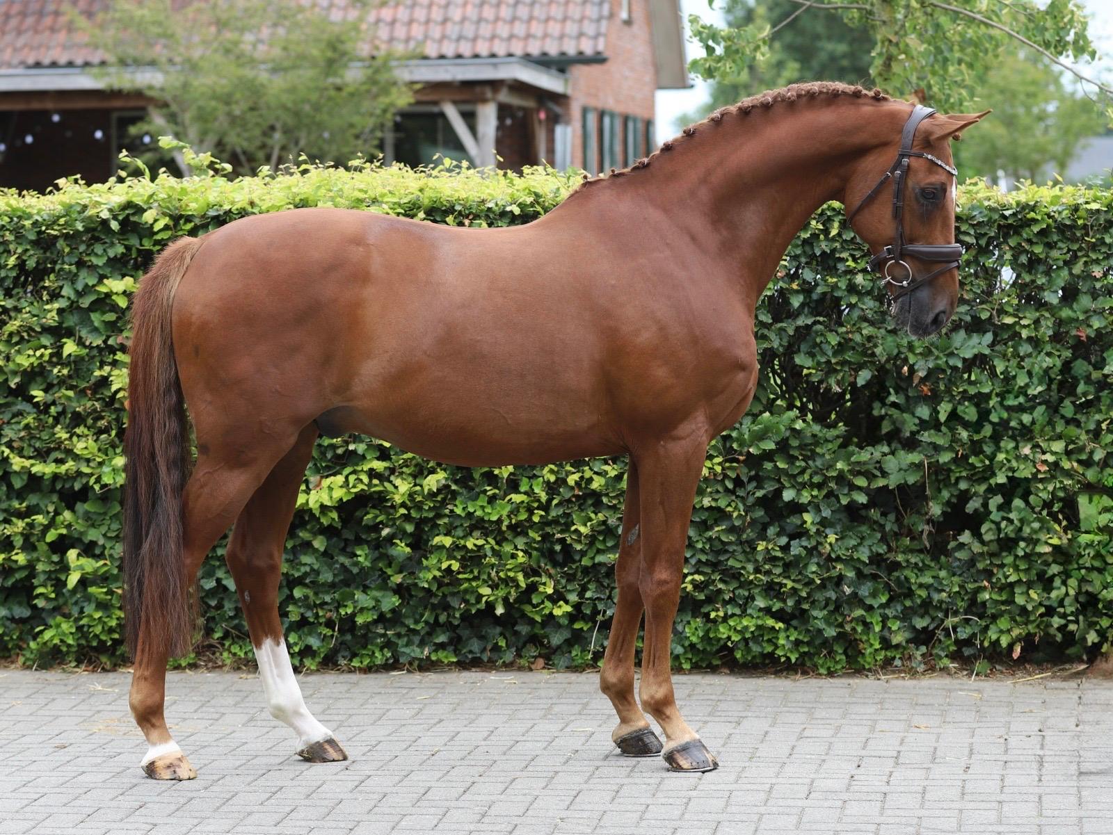 12 Y.o. Jabulani Isriwica Bruin Springen 125cm Ruin