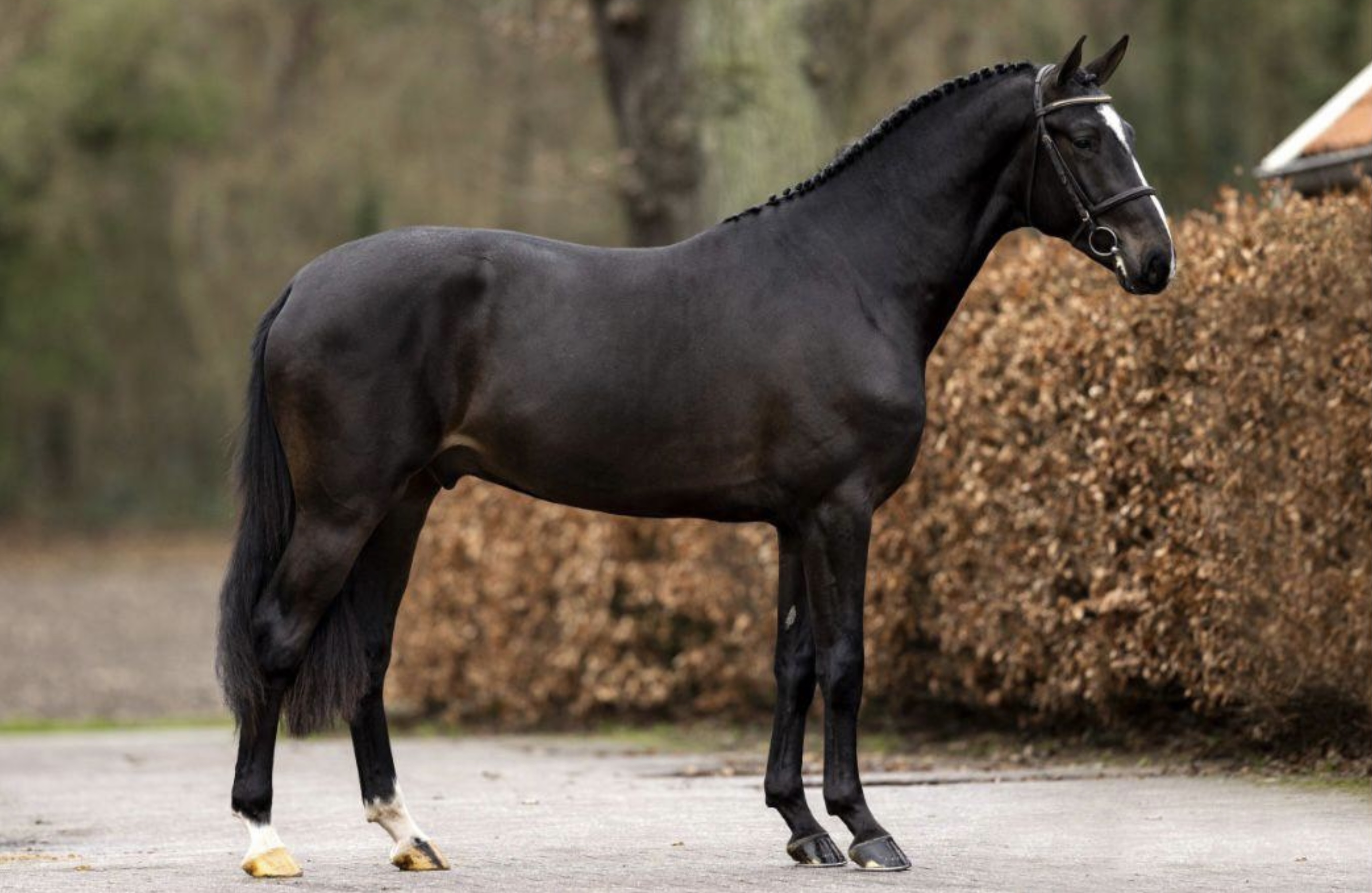 7 Y.o. Di Cassini SB Zwart Springen 125cm Hengst