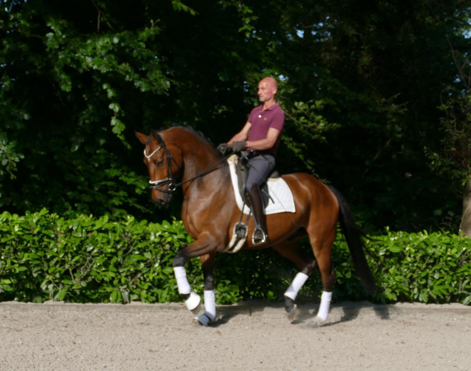 5 Y.o. Blood Bay Dressage Gelding