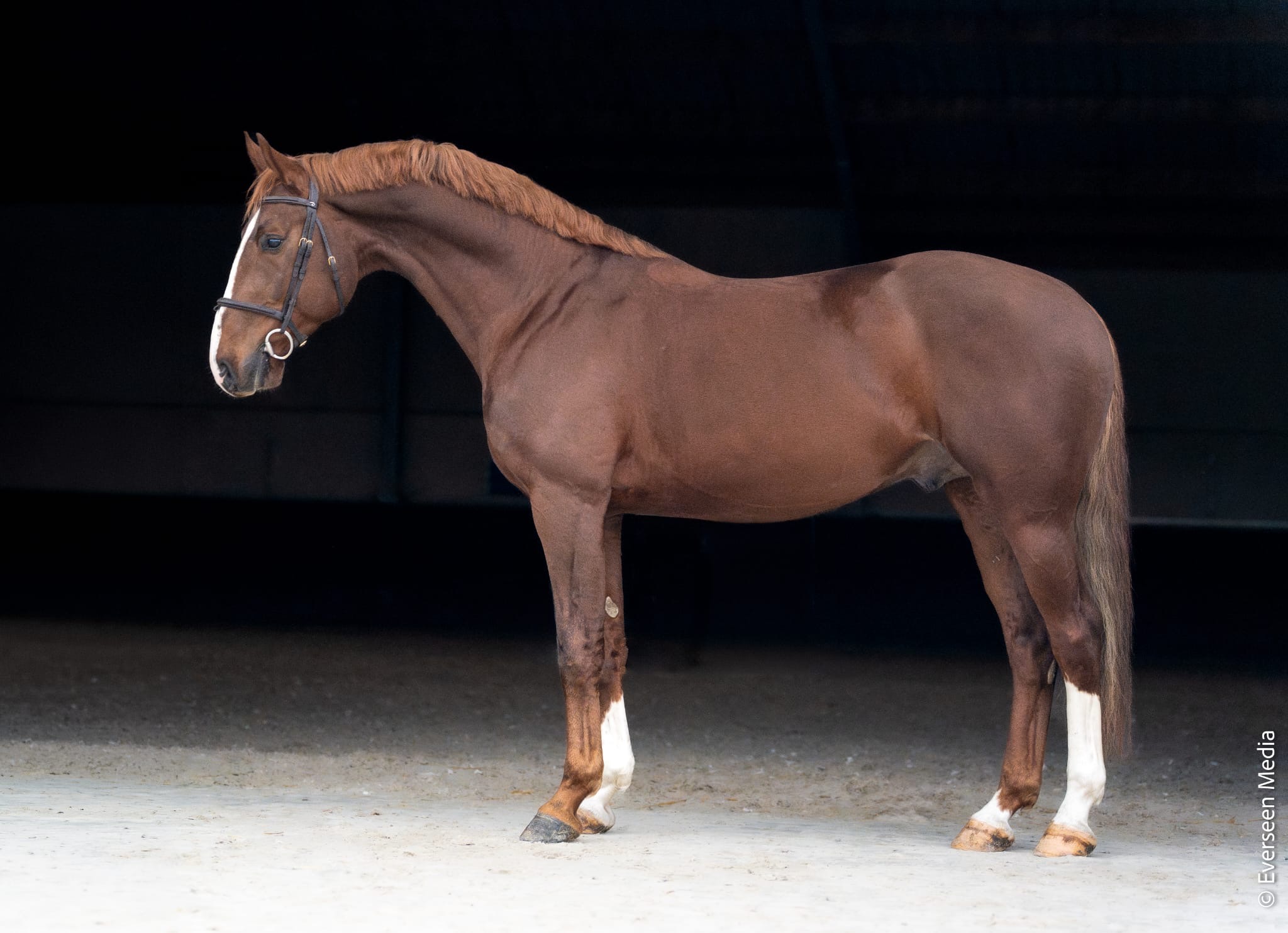 6 y.o. Liver Chestnut Chasse Etalon
