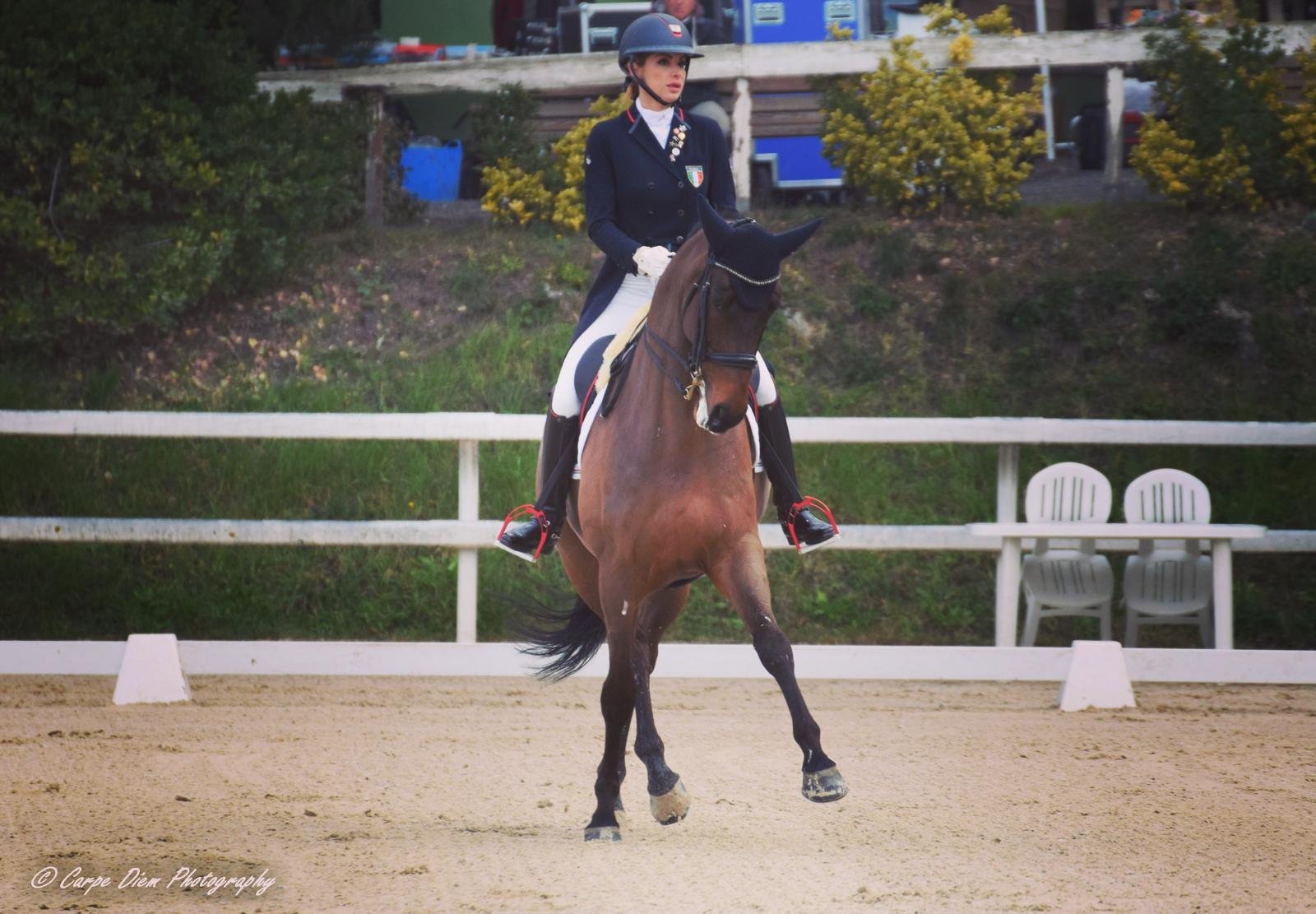 12 y.o. Grand Prix very easy gelding