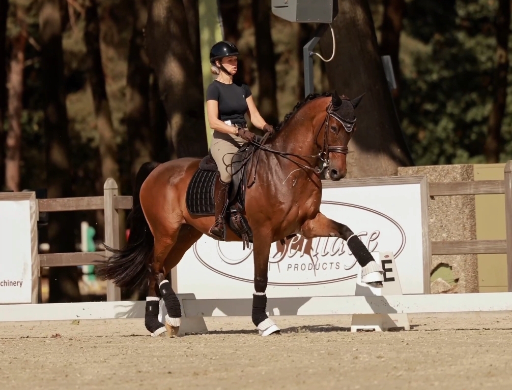 12 y.o. Dressage easy gelding