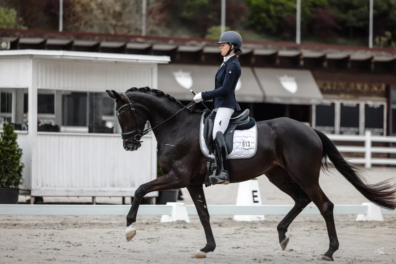 4 y.o. Black Dressage Mare