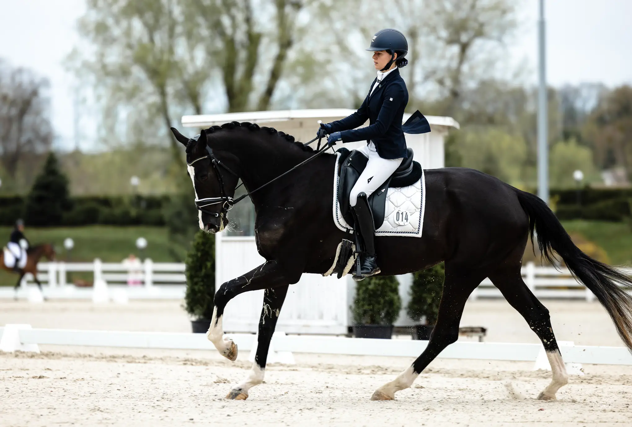 4 y.o. Black Dressage Mare by Secret