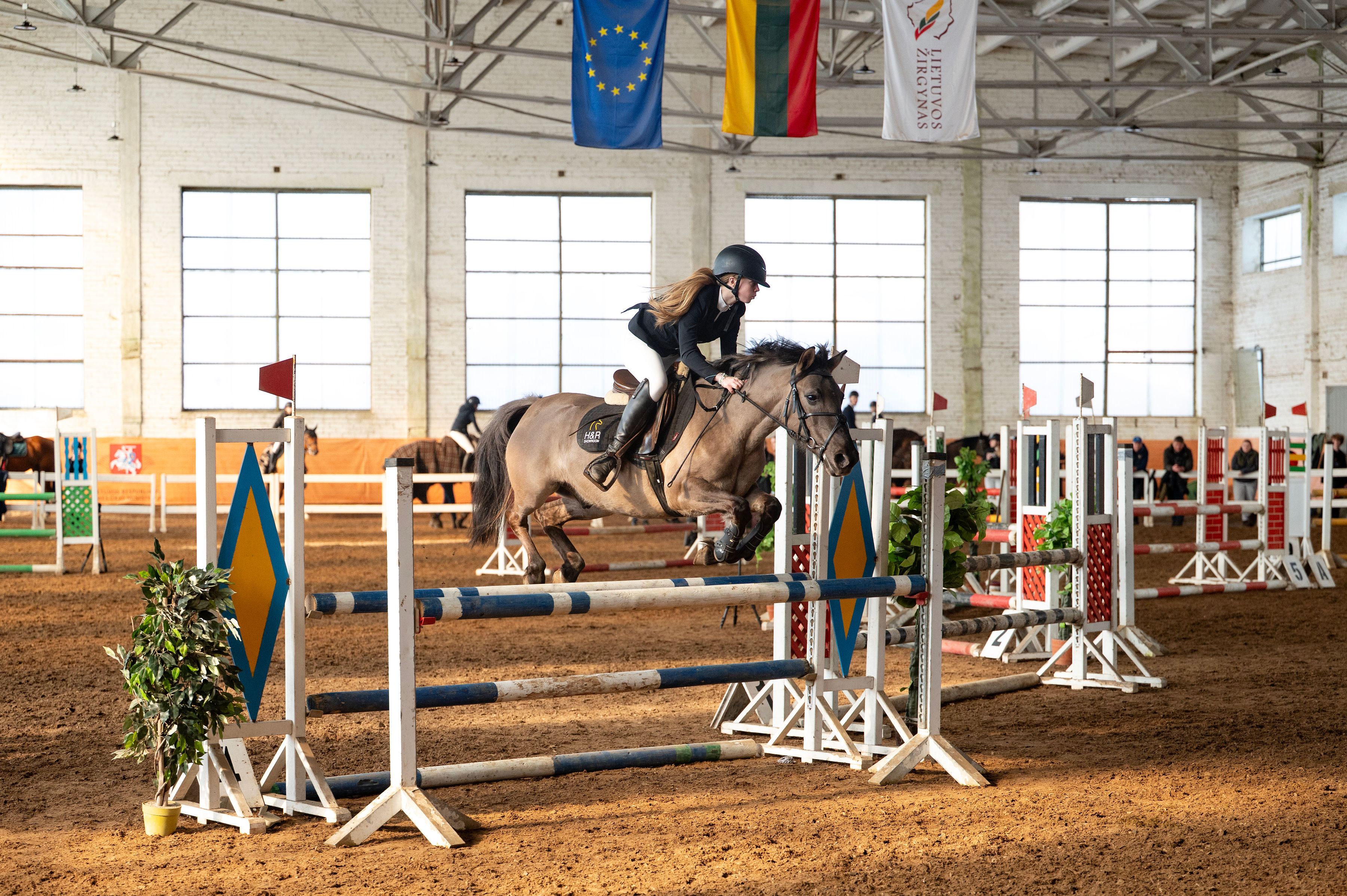 6 y.o. Jumping Pony Gelding