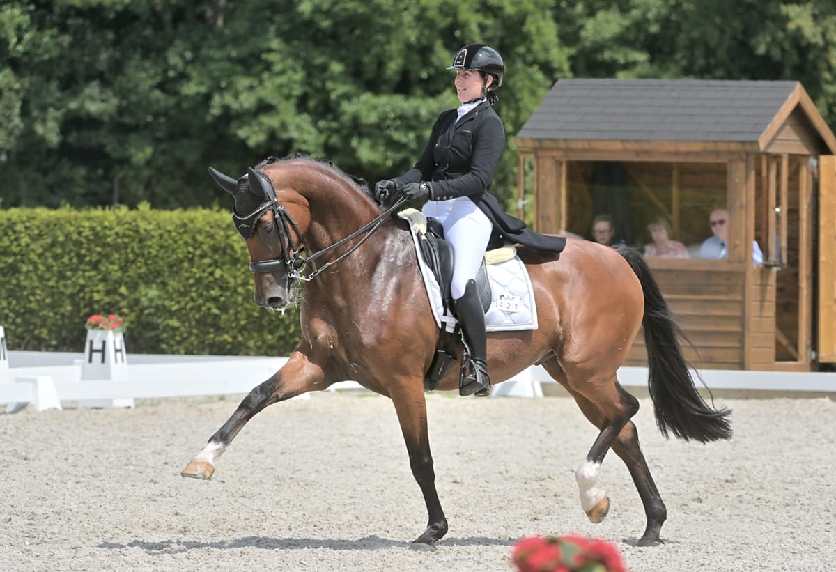 10 y.o. GP talented gelding