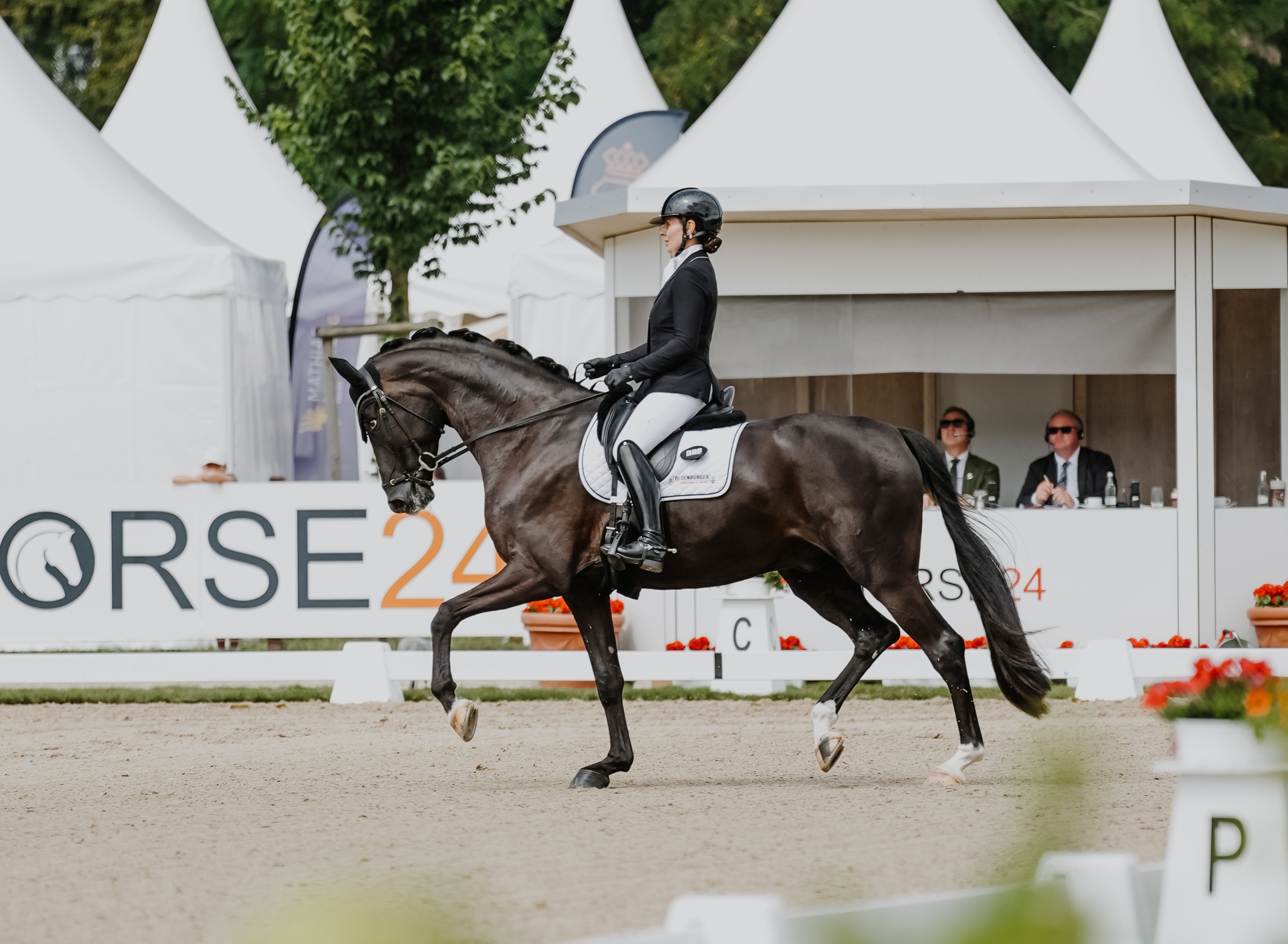 5 y.o. FEI Prize-Winning Gelding