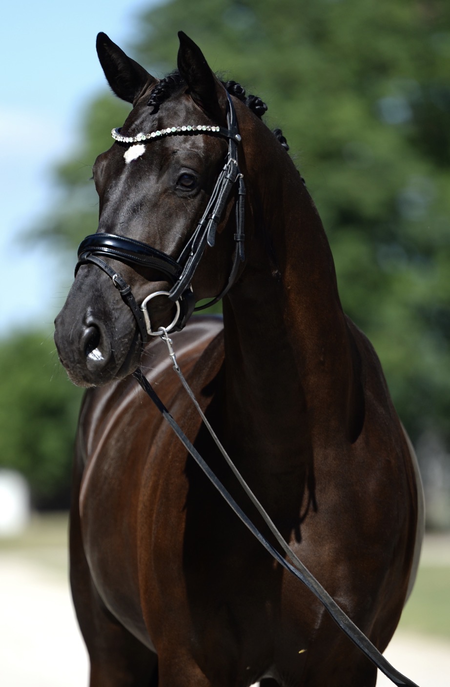 5 y.o. Black Dressage Gelding