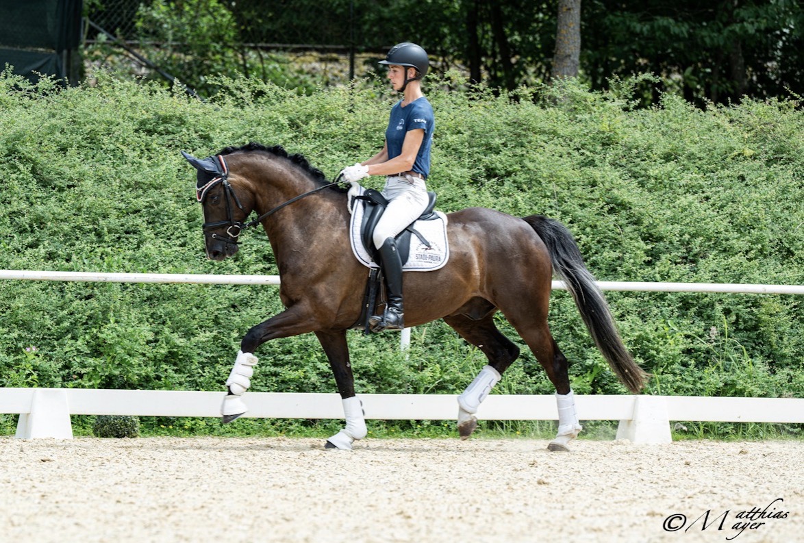 7 y.o. Chestnut Dressage Gelding