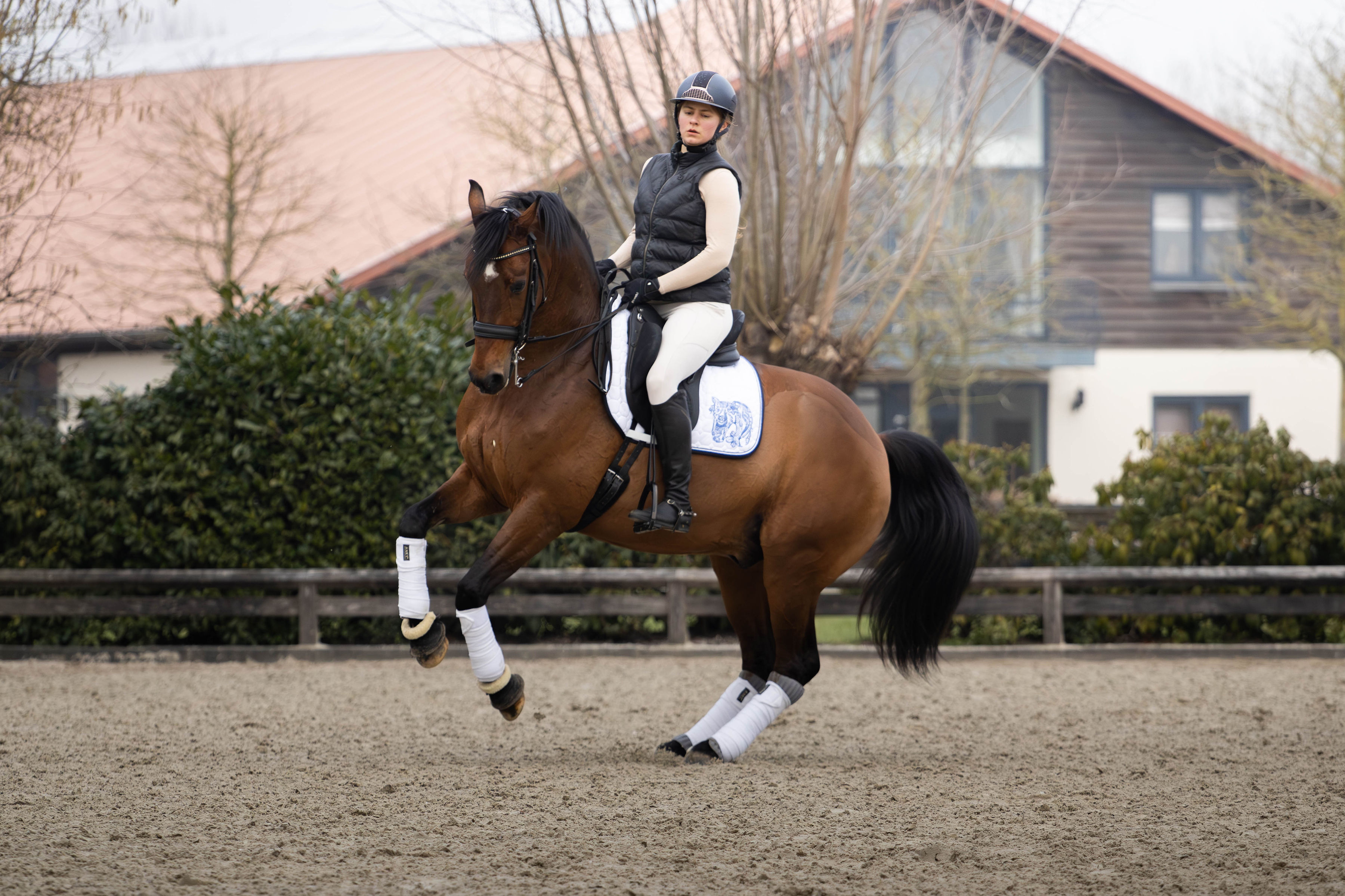 2016 gelding Johnson x Fürstenball
