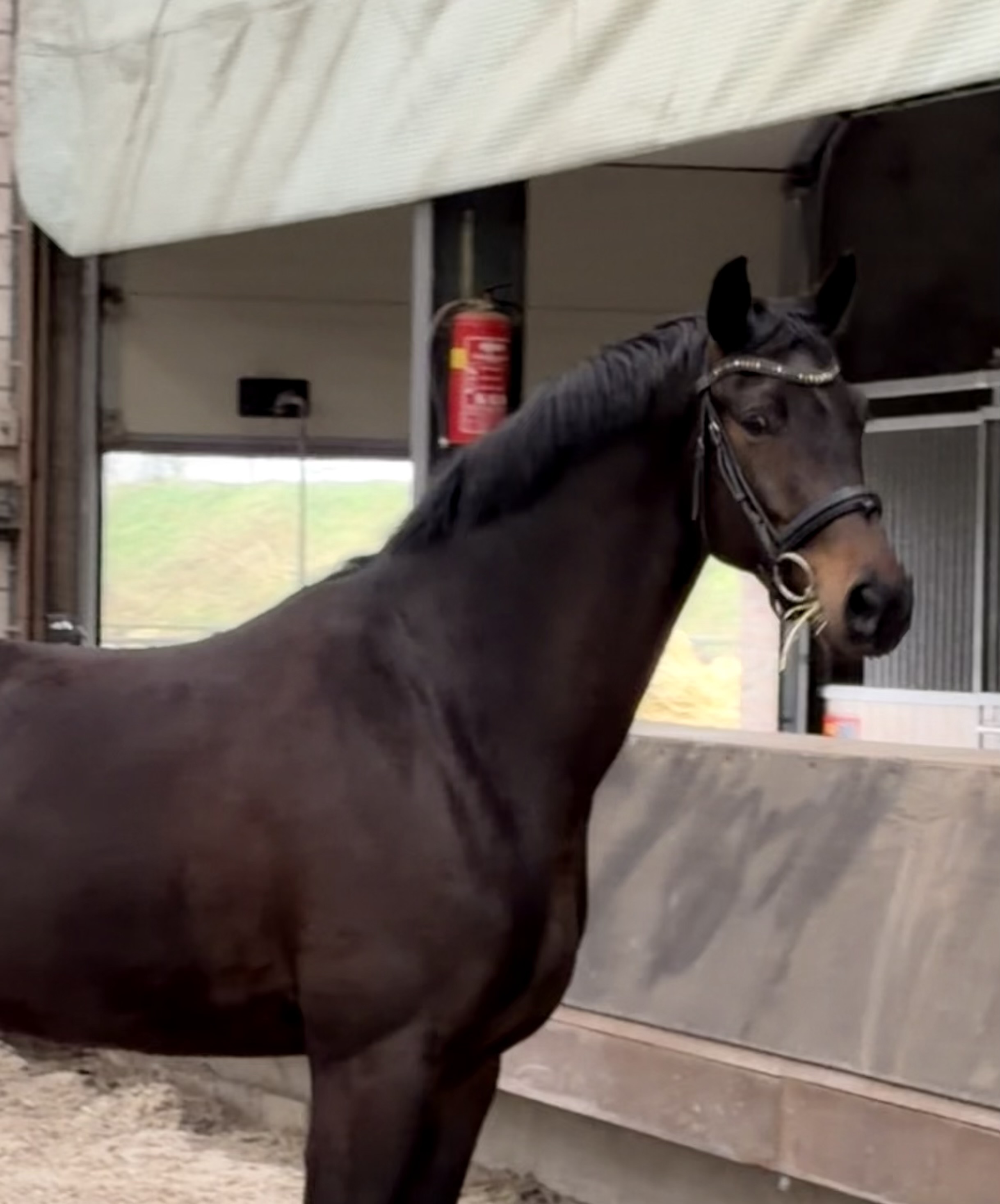 5 y.o. Bai Dressage Hongre