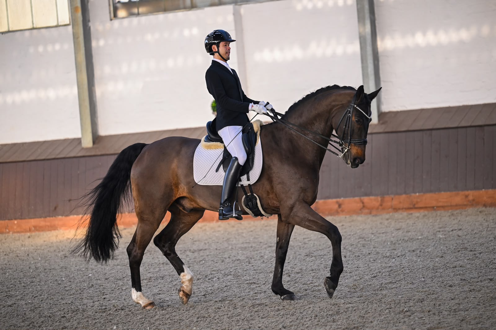 14 y.o. bombproof PSG gelding
