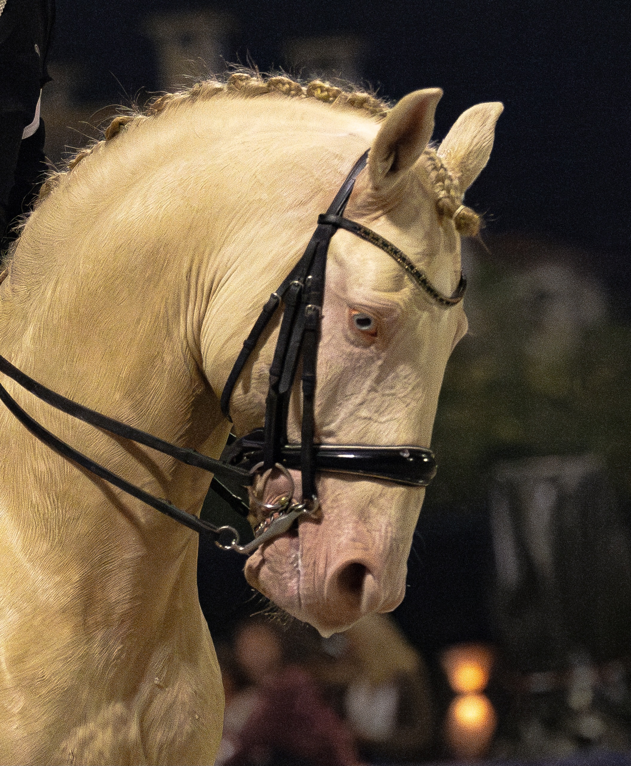 Lusitano dream! 11 yr old Dressage Stallion Schooling GP