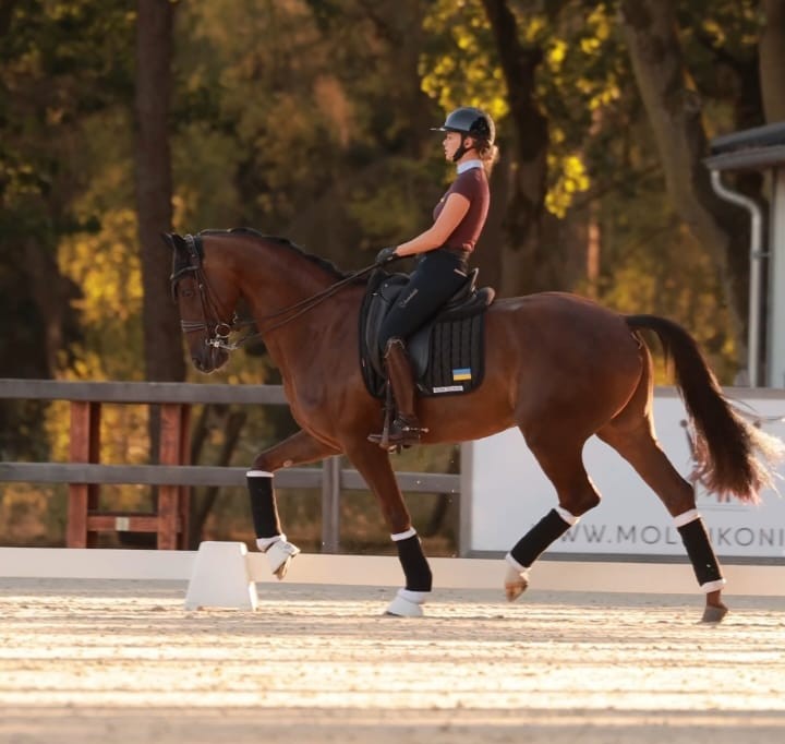 7 y.o. talented mare, Hennessy × Johnson