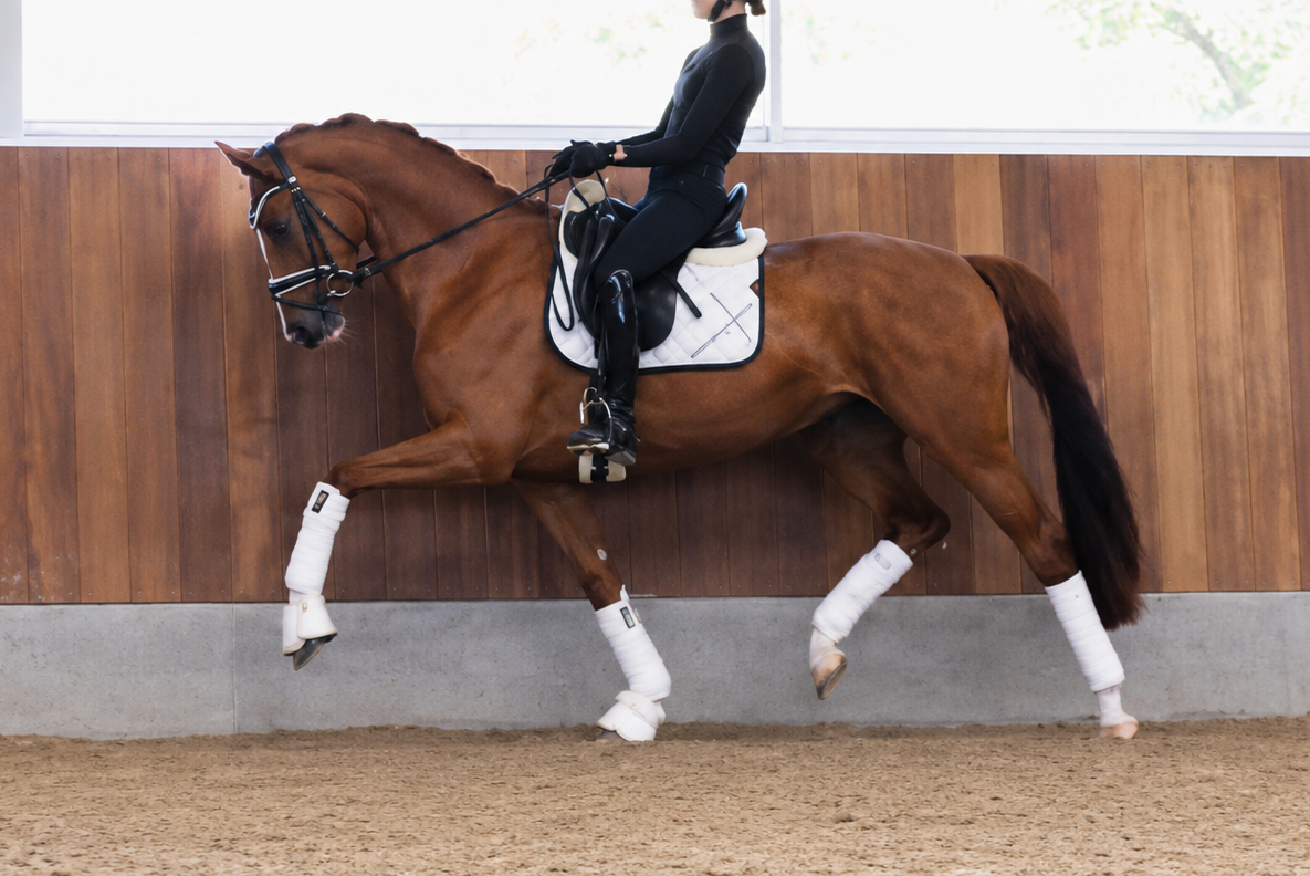 Top quality 3 yo mare by Feliciano