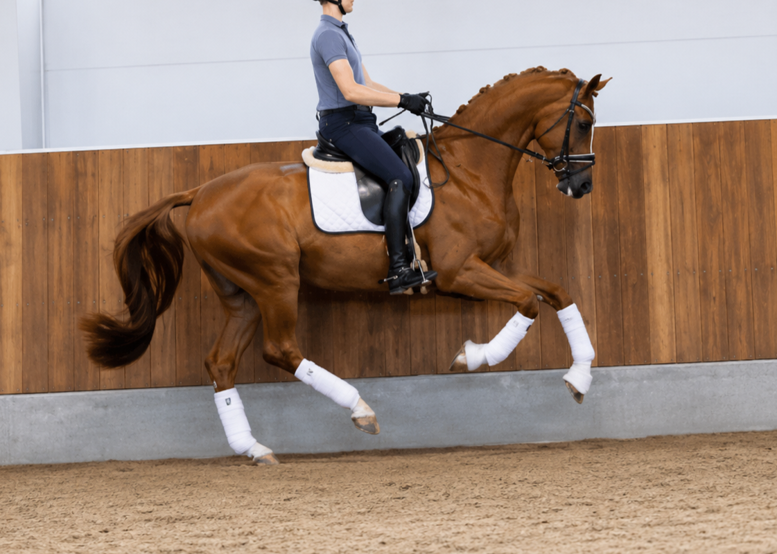 Top 3 yo stallion by Hesselhoej Donkey Boss