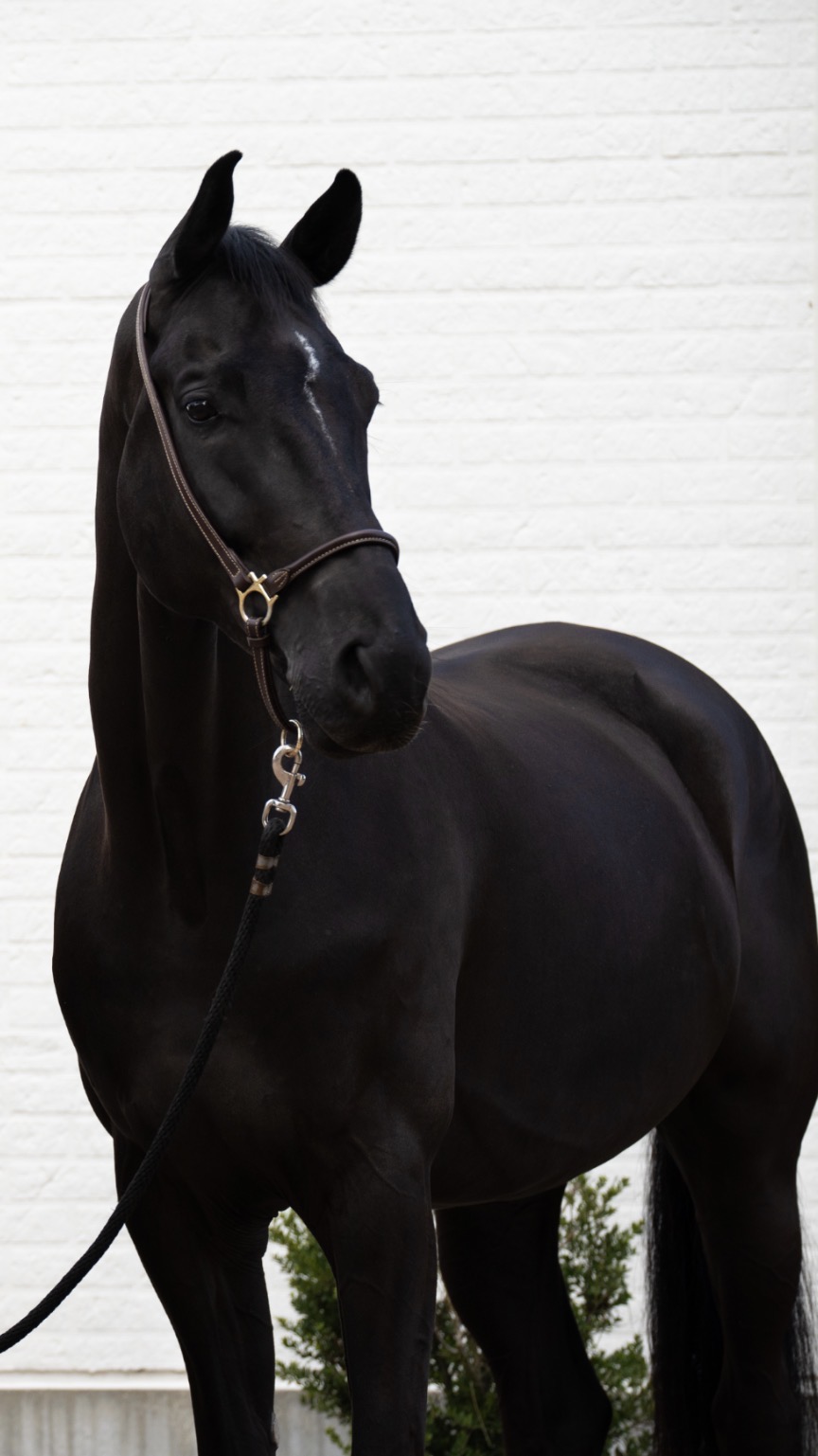 7 y.o. Black Dressage Gelding