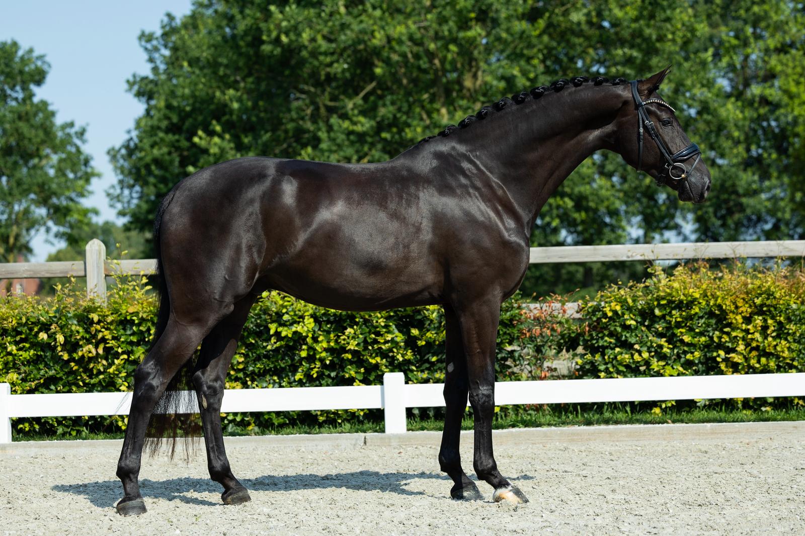 4 y.o. gelding by So Perfect