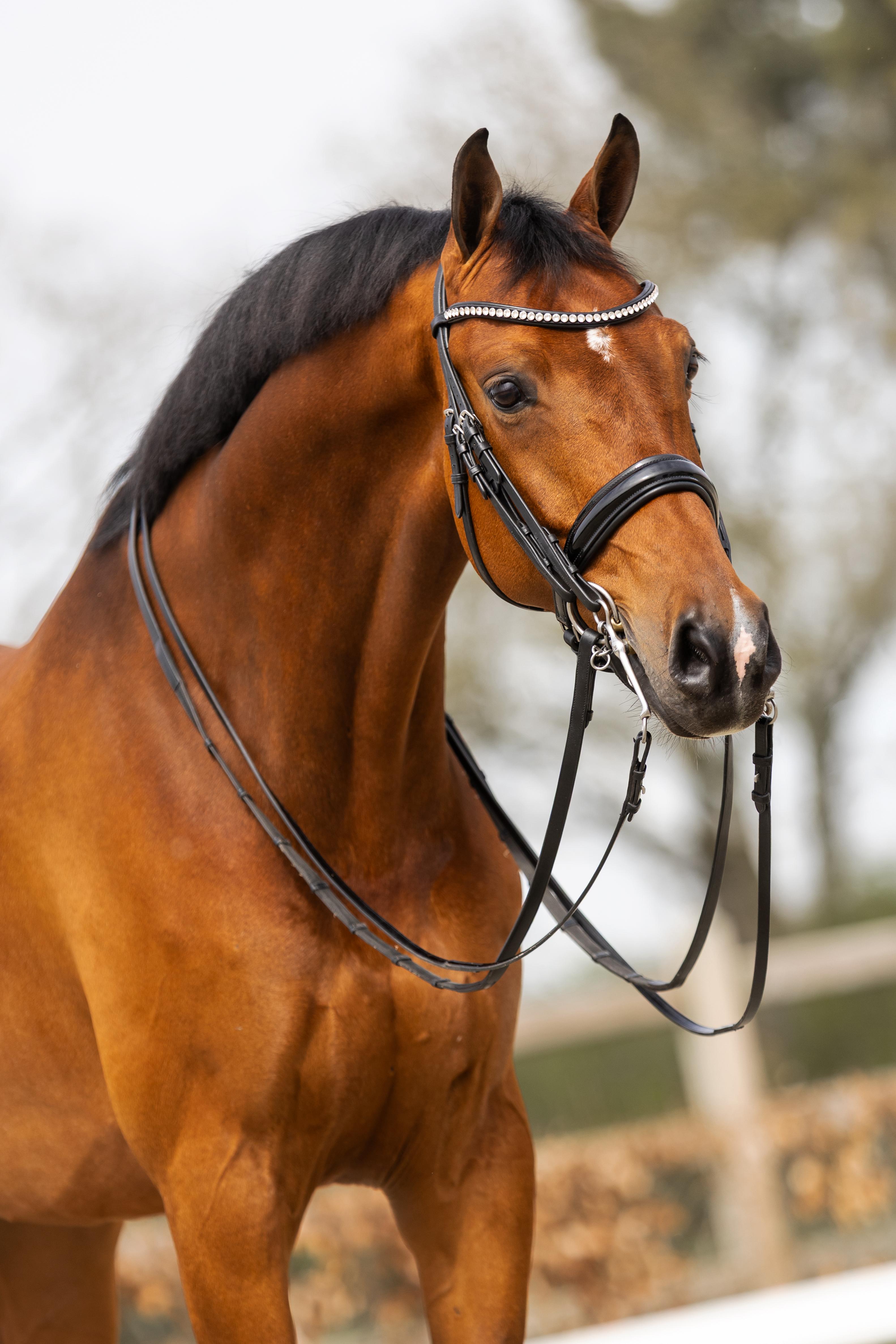 7 y.o. PSG gelding by Franklin