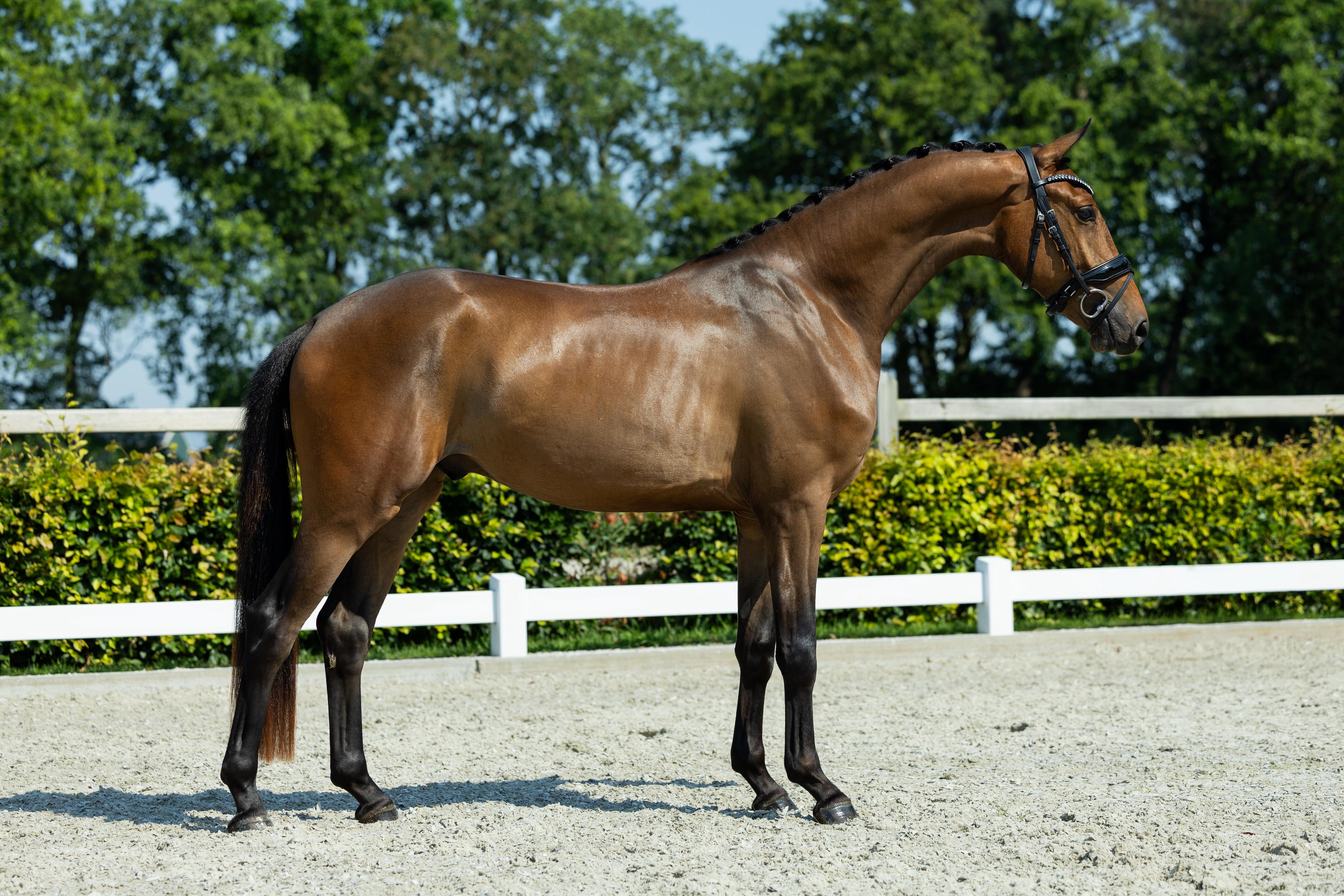 3 y.o. gelding by So Perfect