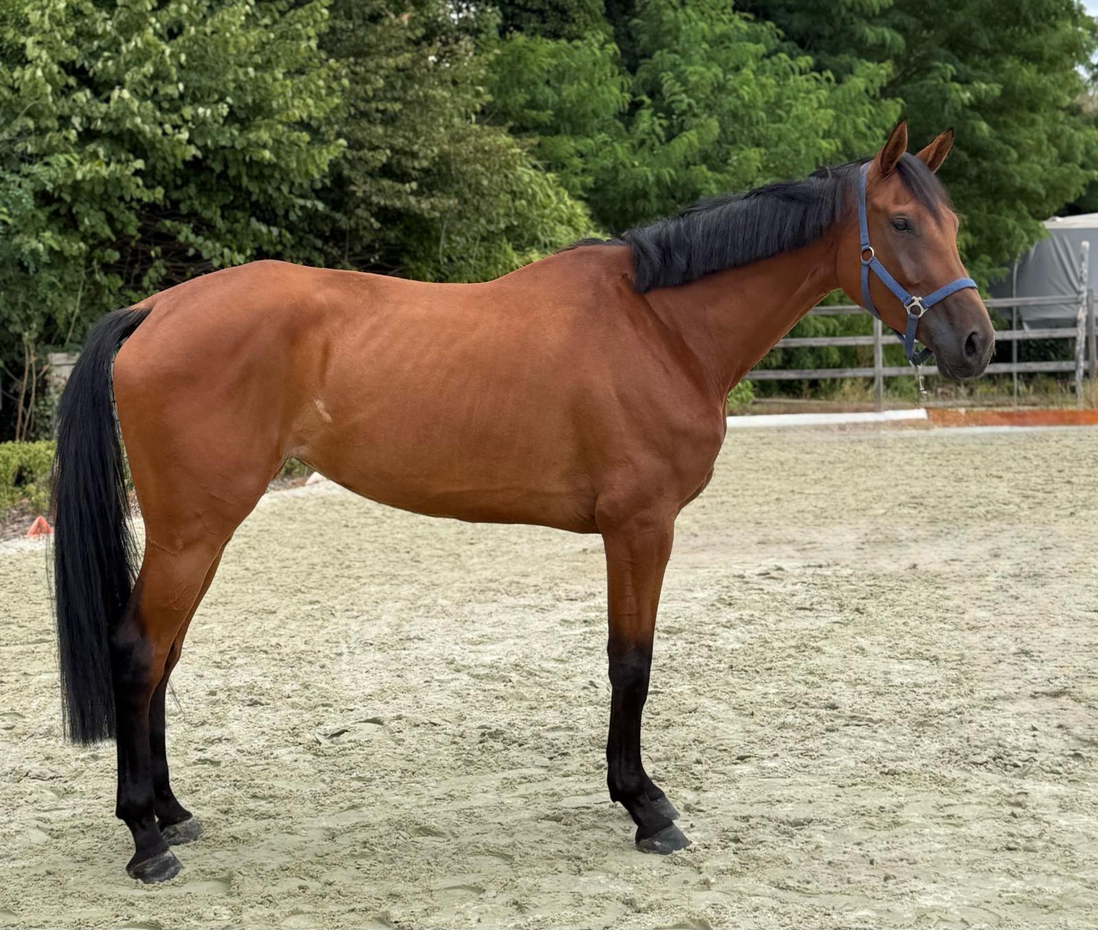 5 y.o. Bay Jumping Mare Nova Victoria van de Holsteen Z