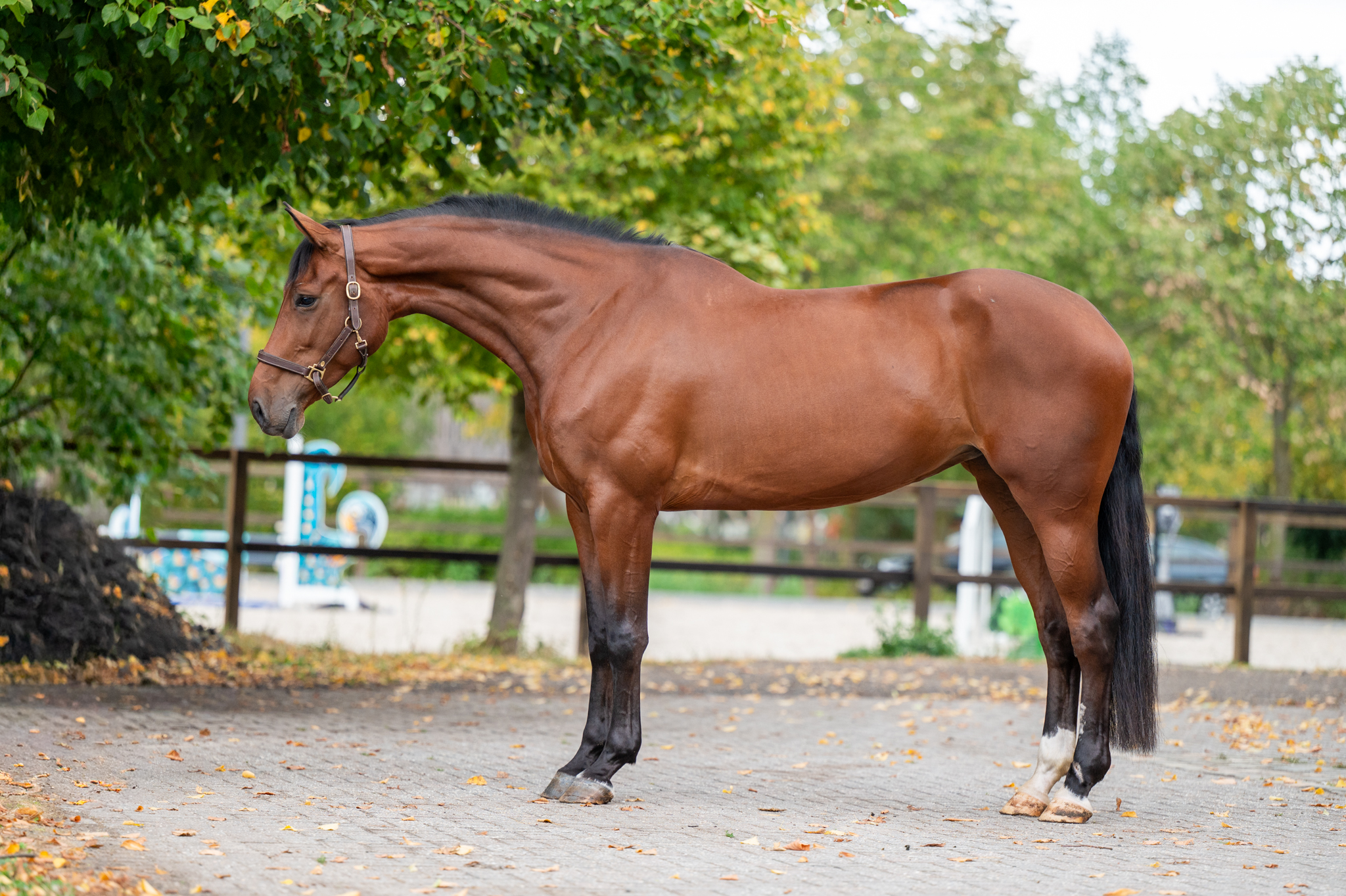 6 y.o. Bay Jumping Mare Utah vh Nivialahof