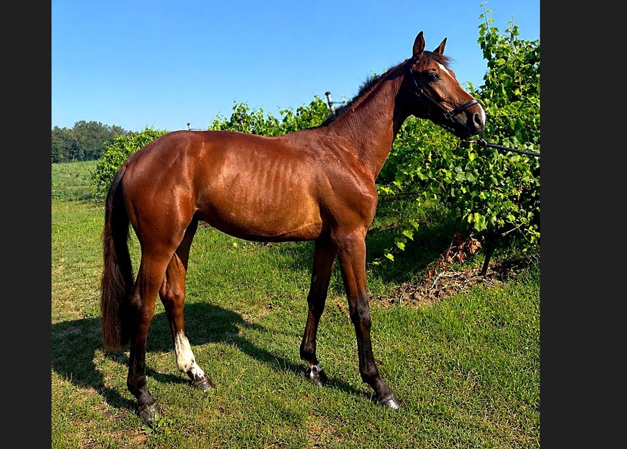 2 y.o. Bay Jumping Stallion CARTINUS CARTHAGO x PADINUS