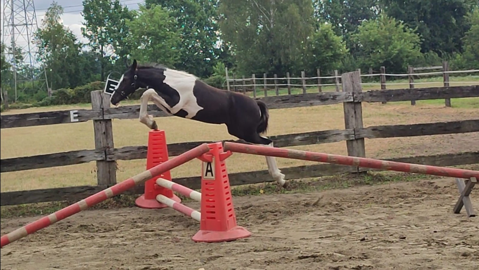 Foal Jumping Stallion Desperado van 't Stelenshof