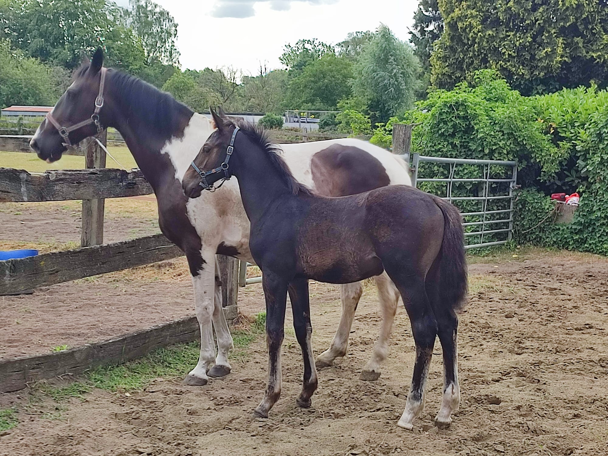 Foal Jumping Stallion Duplantis van 't Stelenshof