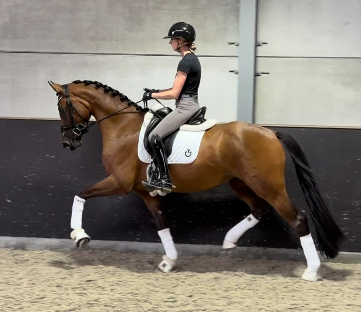 3 yo talented mare by Ferguson