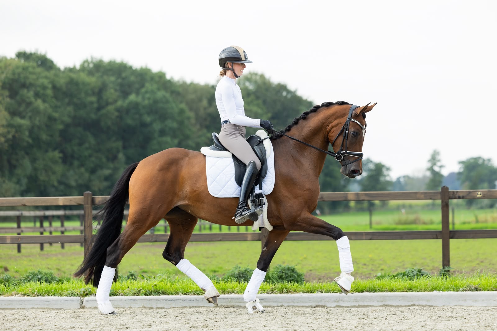 3 yo talented mare by Ferguson