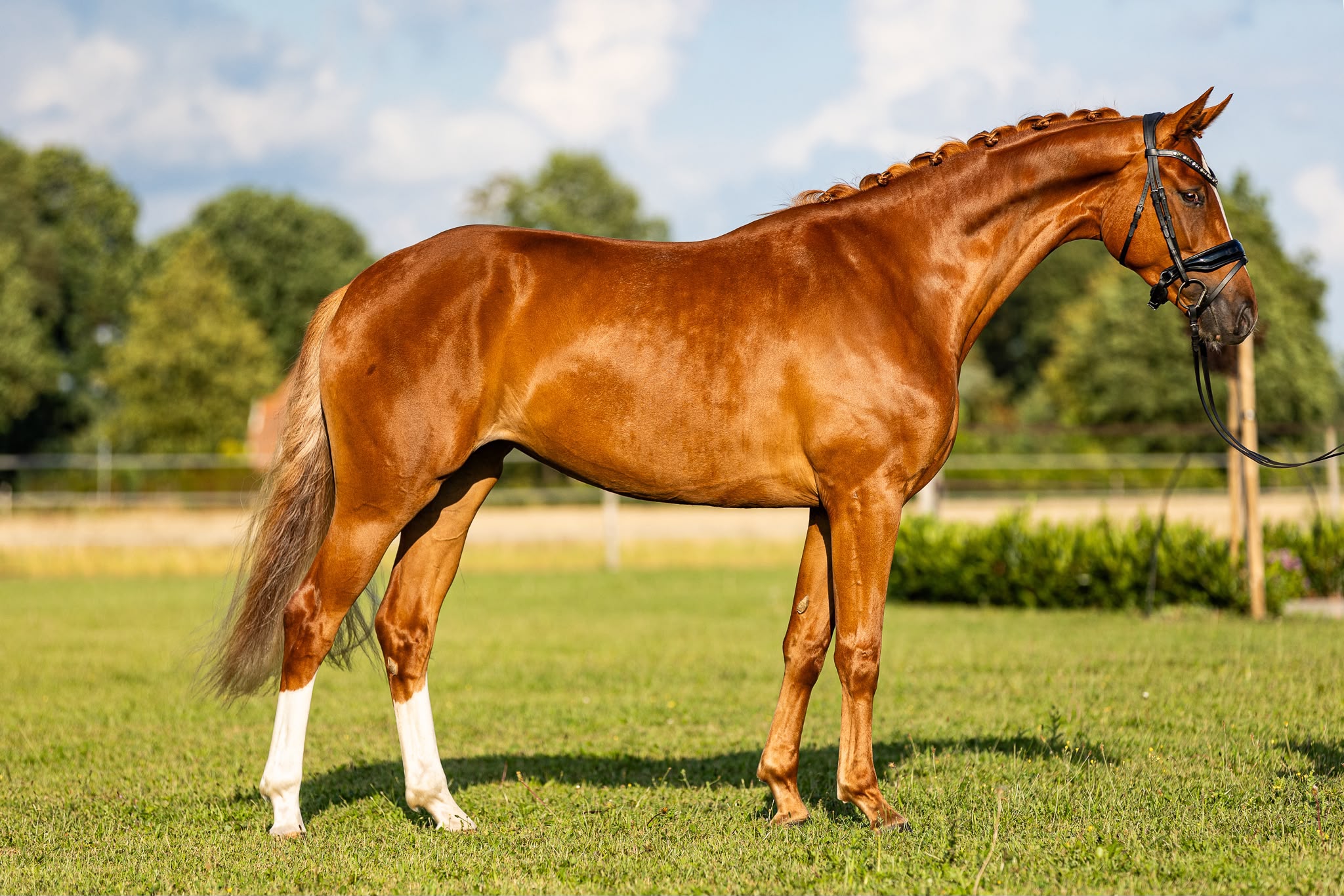 3 y.o. mare with the heart of gold!