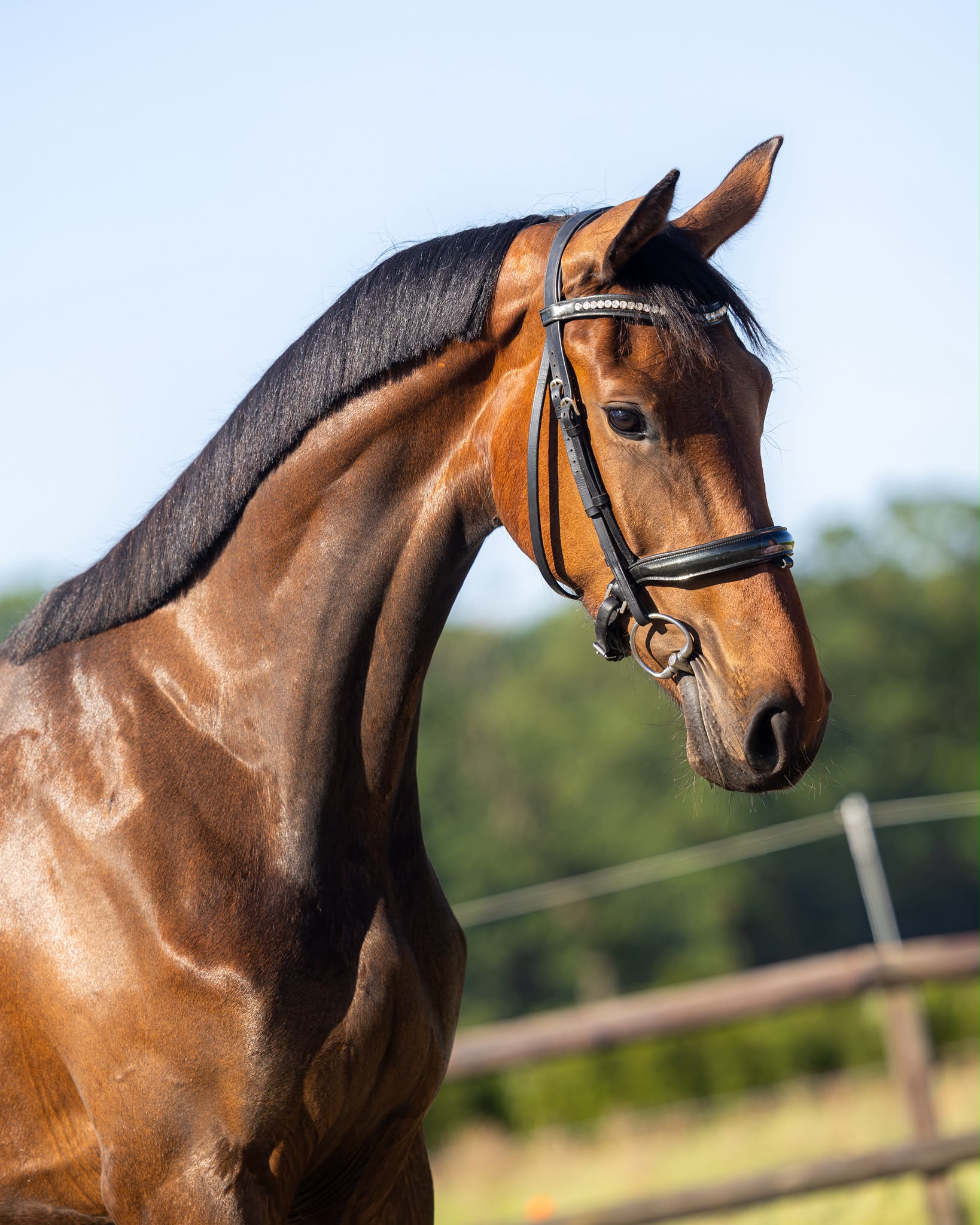3 y.o. sweet mare by Escaneno