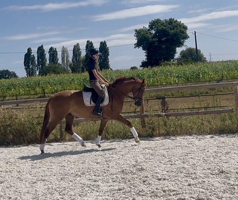 Chestnut Dressage Gelding