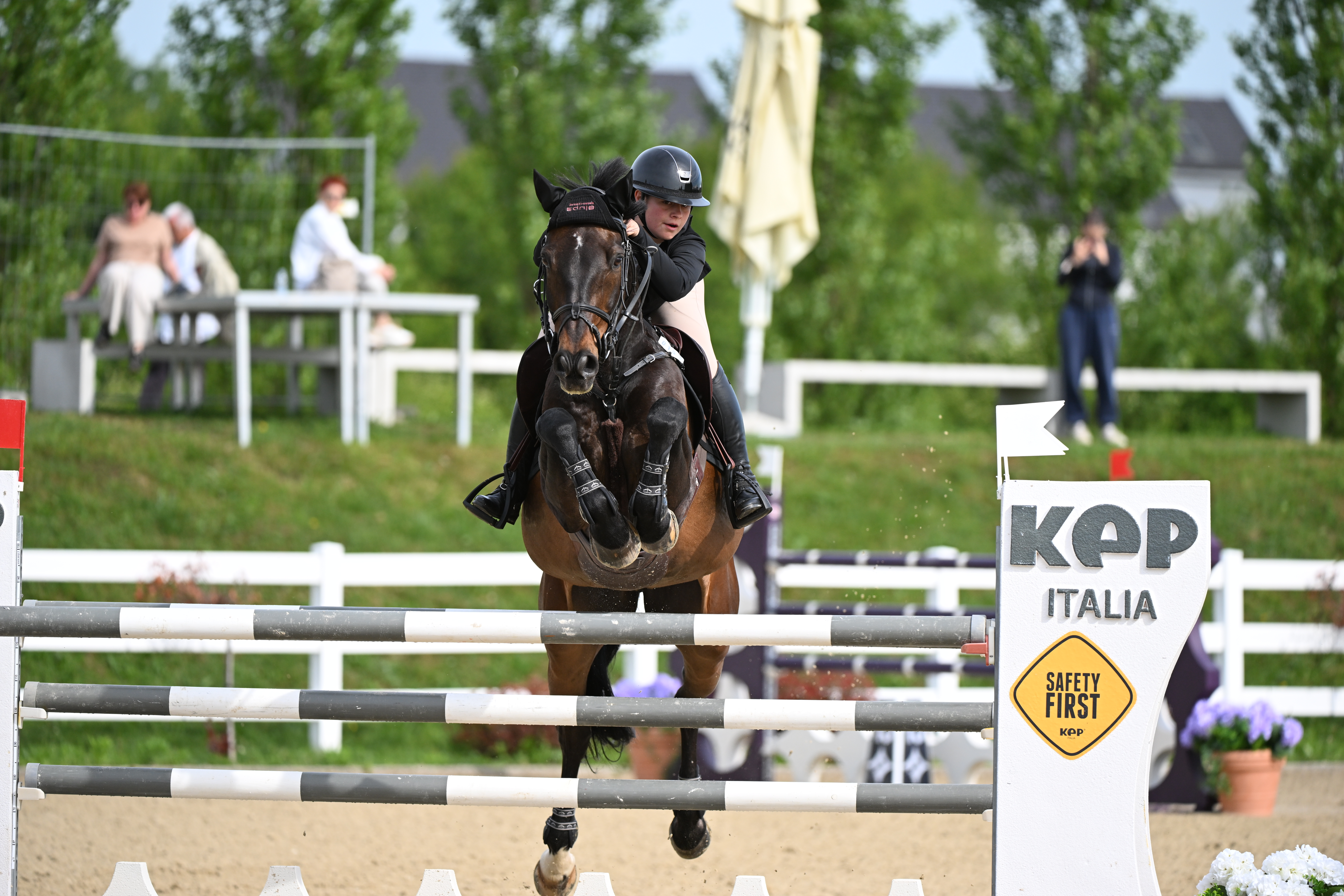 14 y.o. Bay Jumping Gelding