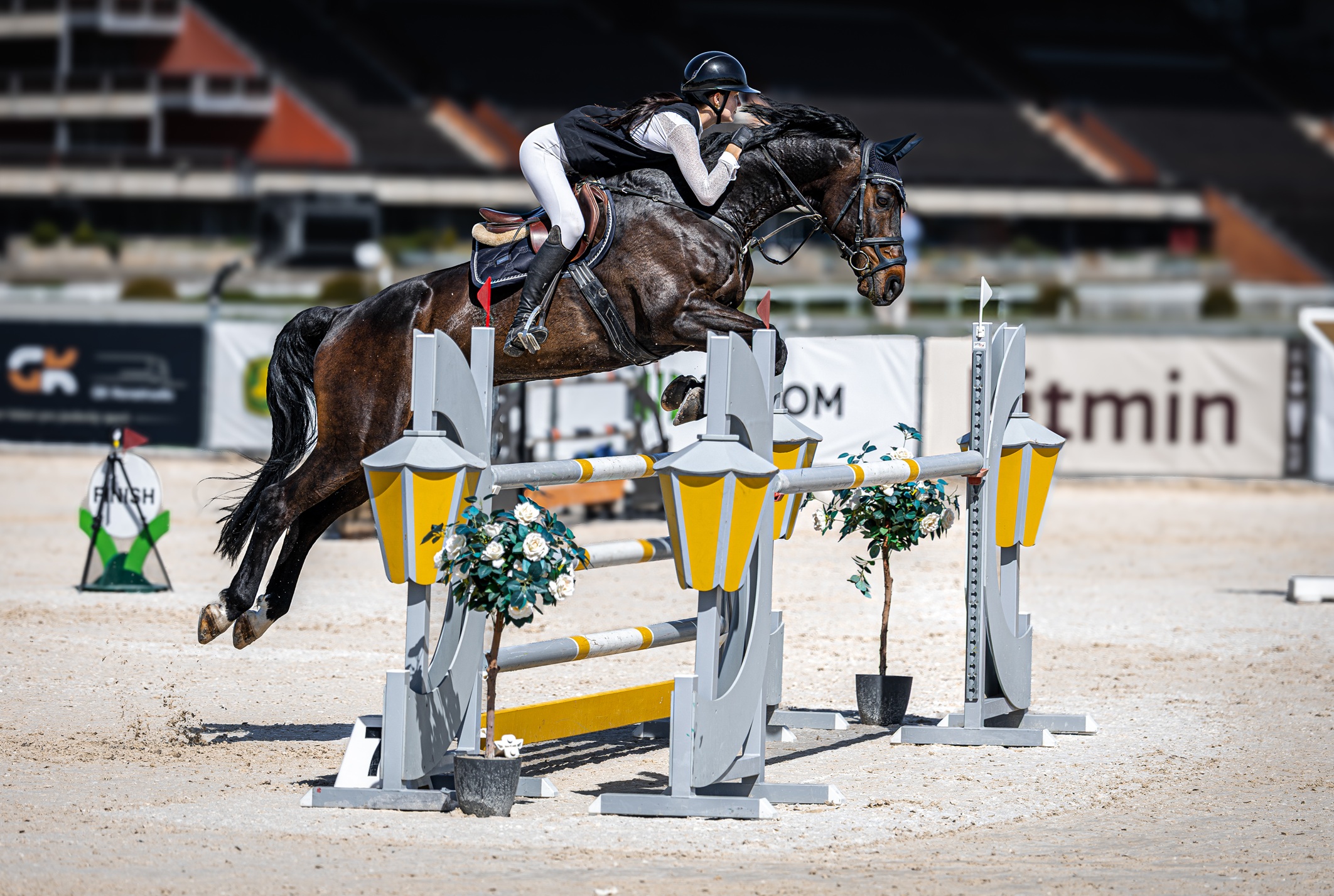 13 y.o. Dark Bay Jumping Gelding