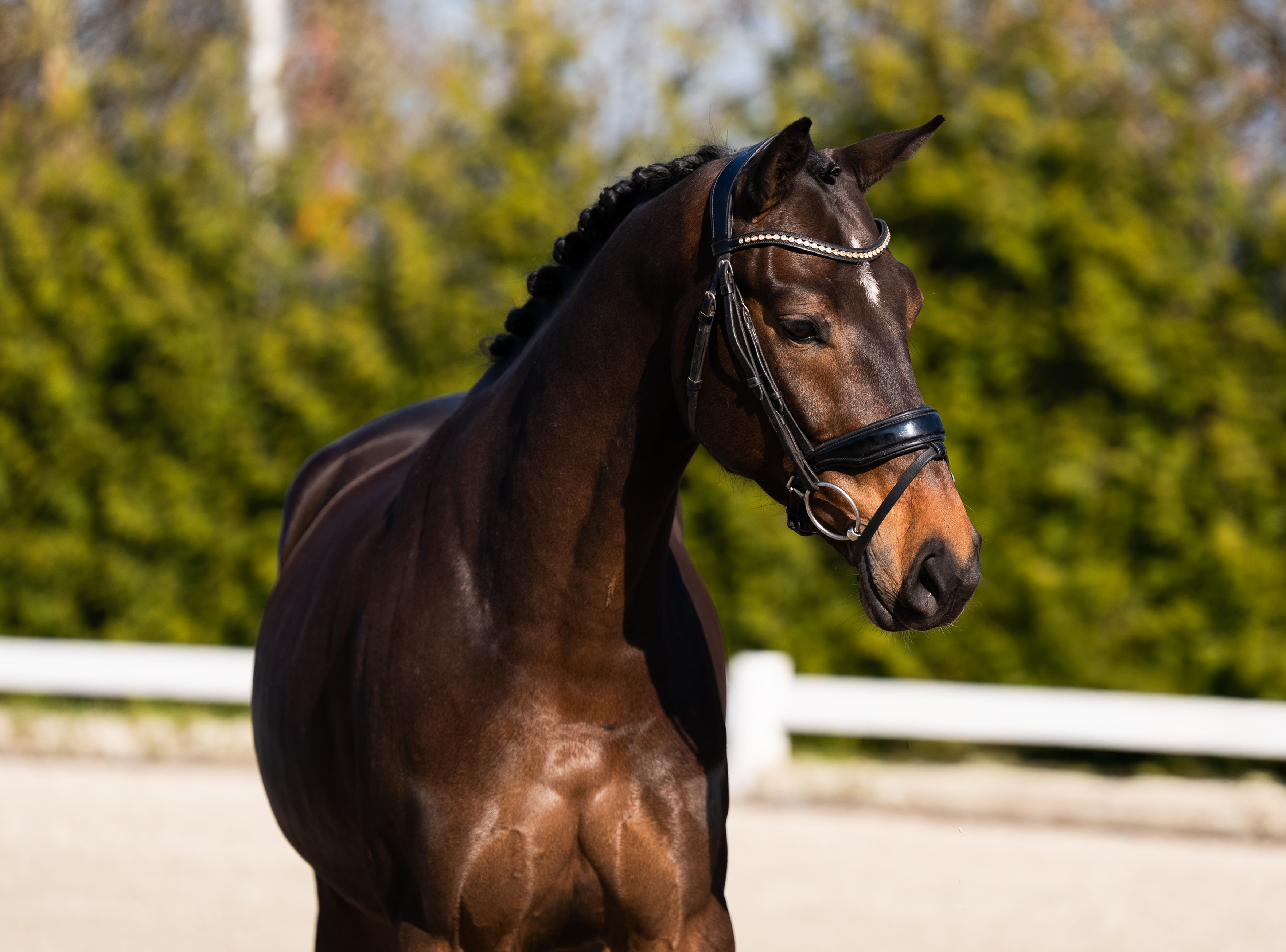 4 y.o. Dark Bay Dressage Gelding