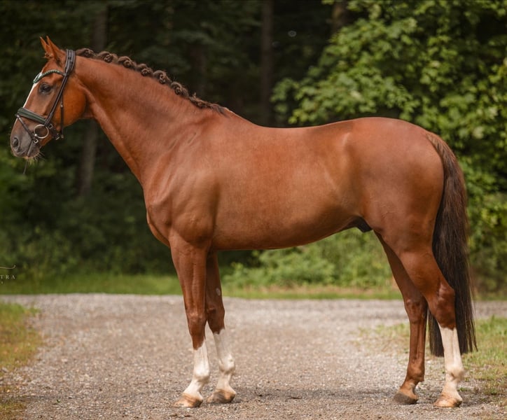 11 y.o. Chestnut Jumping Gelding