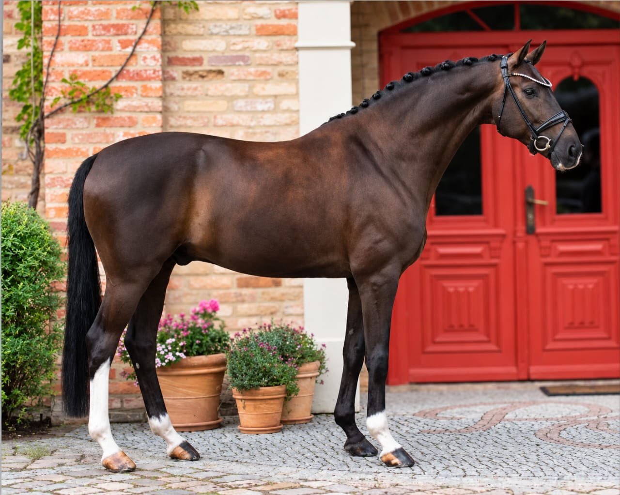 8 yo PSG gelding by Secret