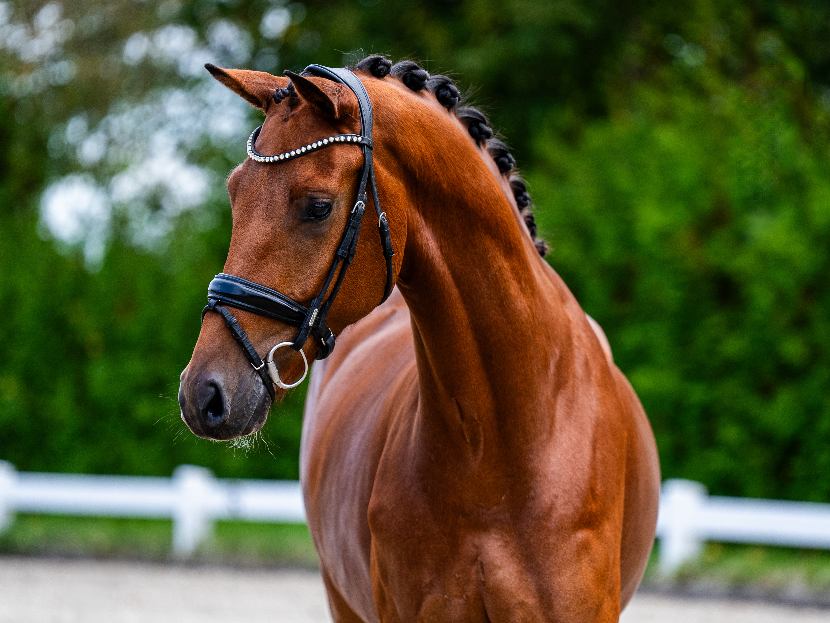 6 y.o. Bay Dressage Gelding