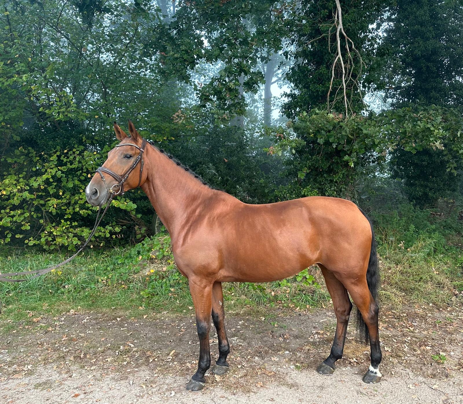 7 y.o. Onmeunig  (CARRERA VDL x STAKKATO) Mare